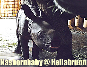 Panzernashorn-Baby in Hellabrunn: Rapti bringt kleinen Nashornbullen zur Welt im Münchner Zoo Foto: Tierpark Hellabrunn